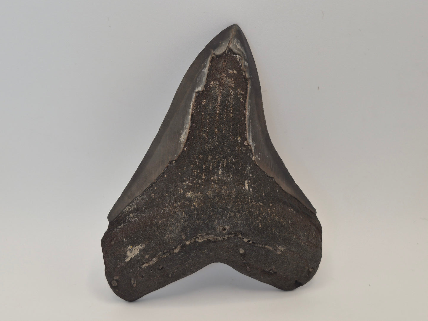 4.69" Megalodon Tooth(Georgia)