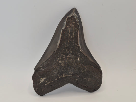 4.69" Megalodon Tooth(Georgia)