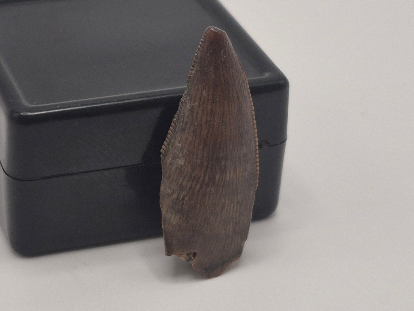 0.97" Tyrannosaur Tooth(Judith Tooth)