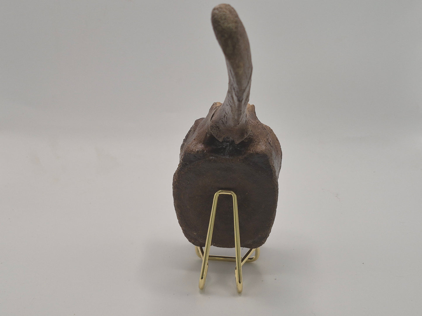 9" Hadrosaur Caudal Vertebrae(Judith River)