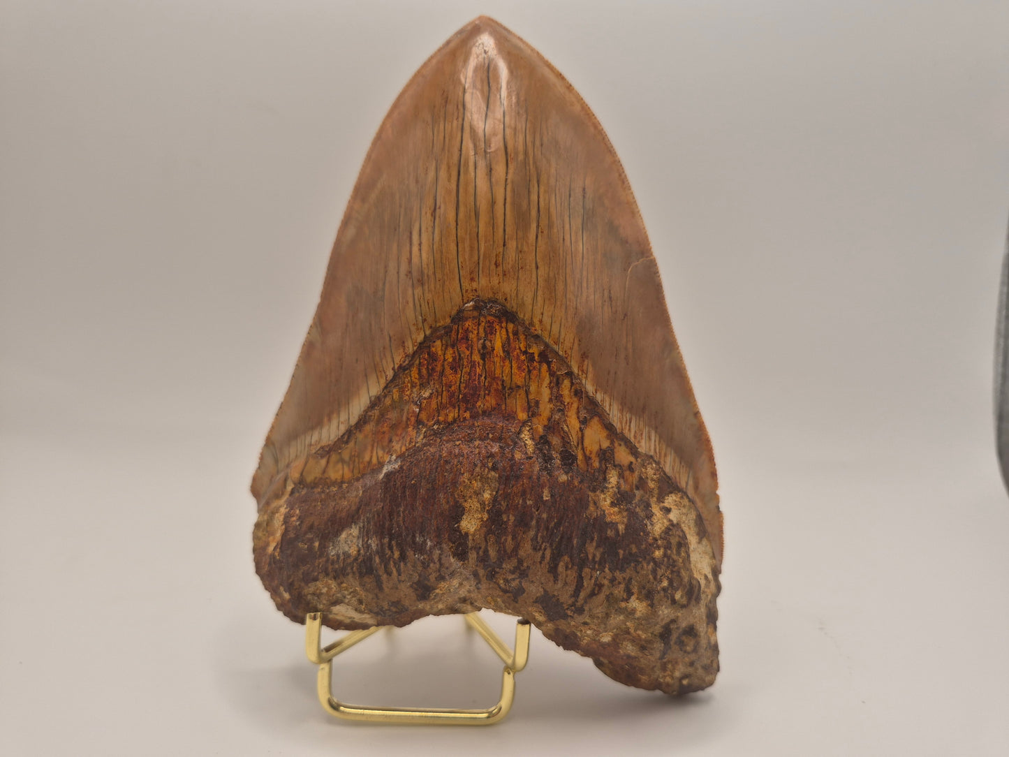 6.02" Megalodon Tooth(Indonesia)