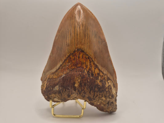 6.02" Megalodon Tooth(Indonesia)