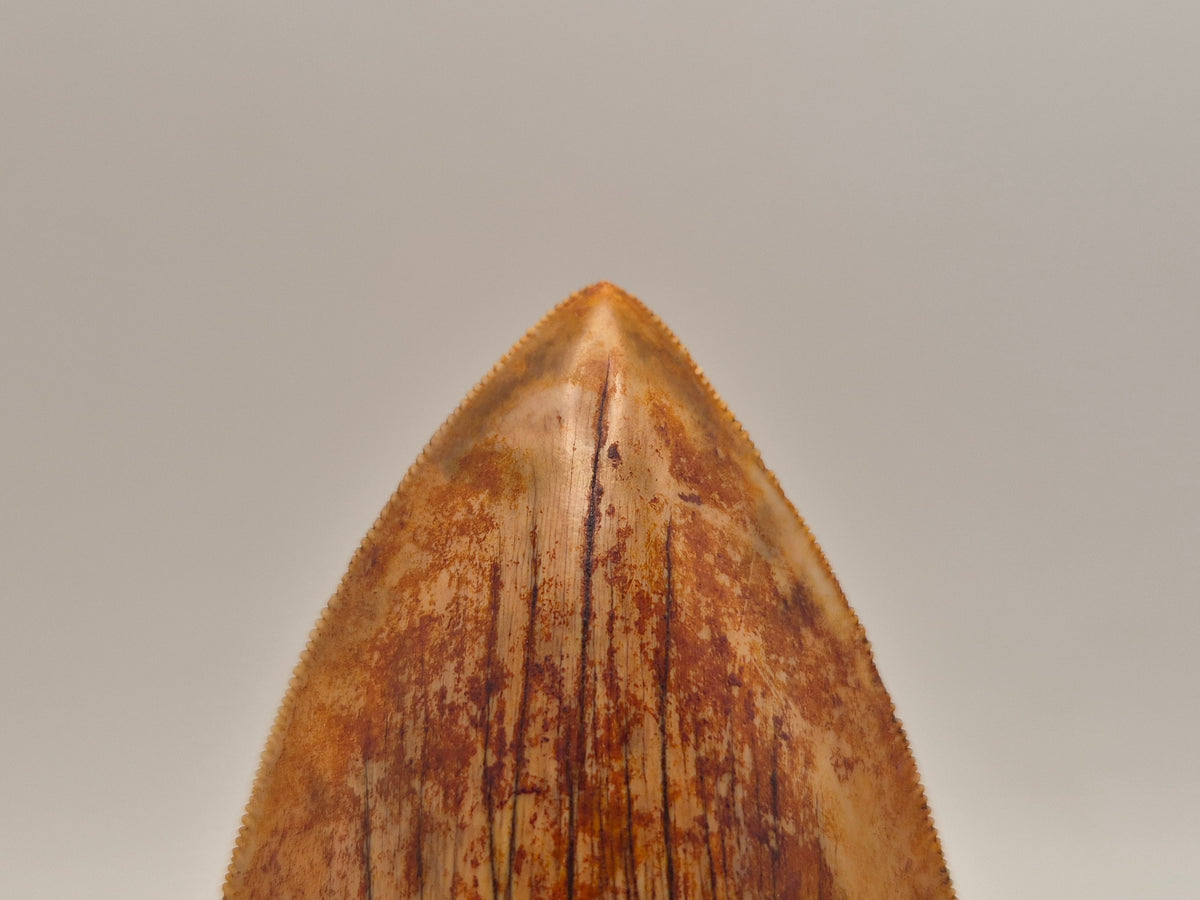 6.03" Megalodon Tooth (Indonesia)