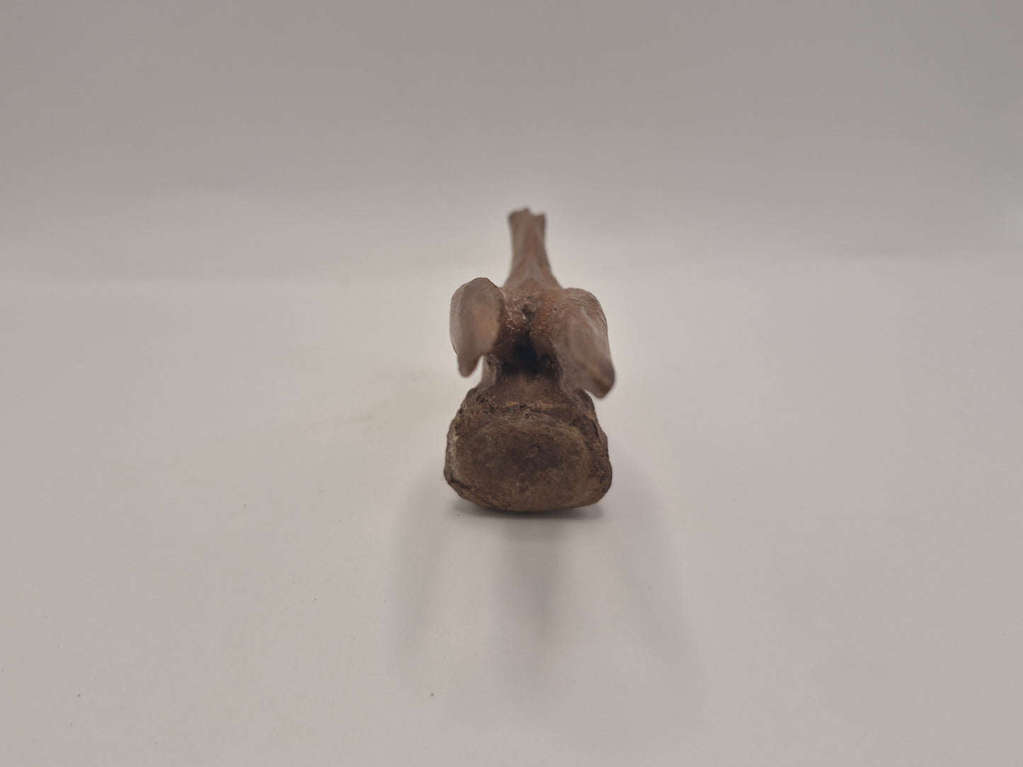 4.43" Tyrannosaur caudal (tail) vertebra(Judith River)