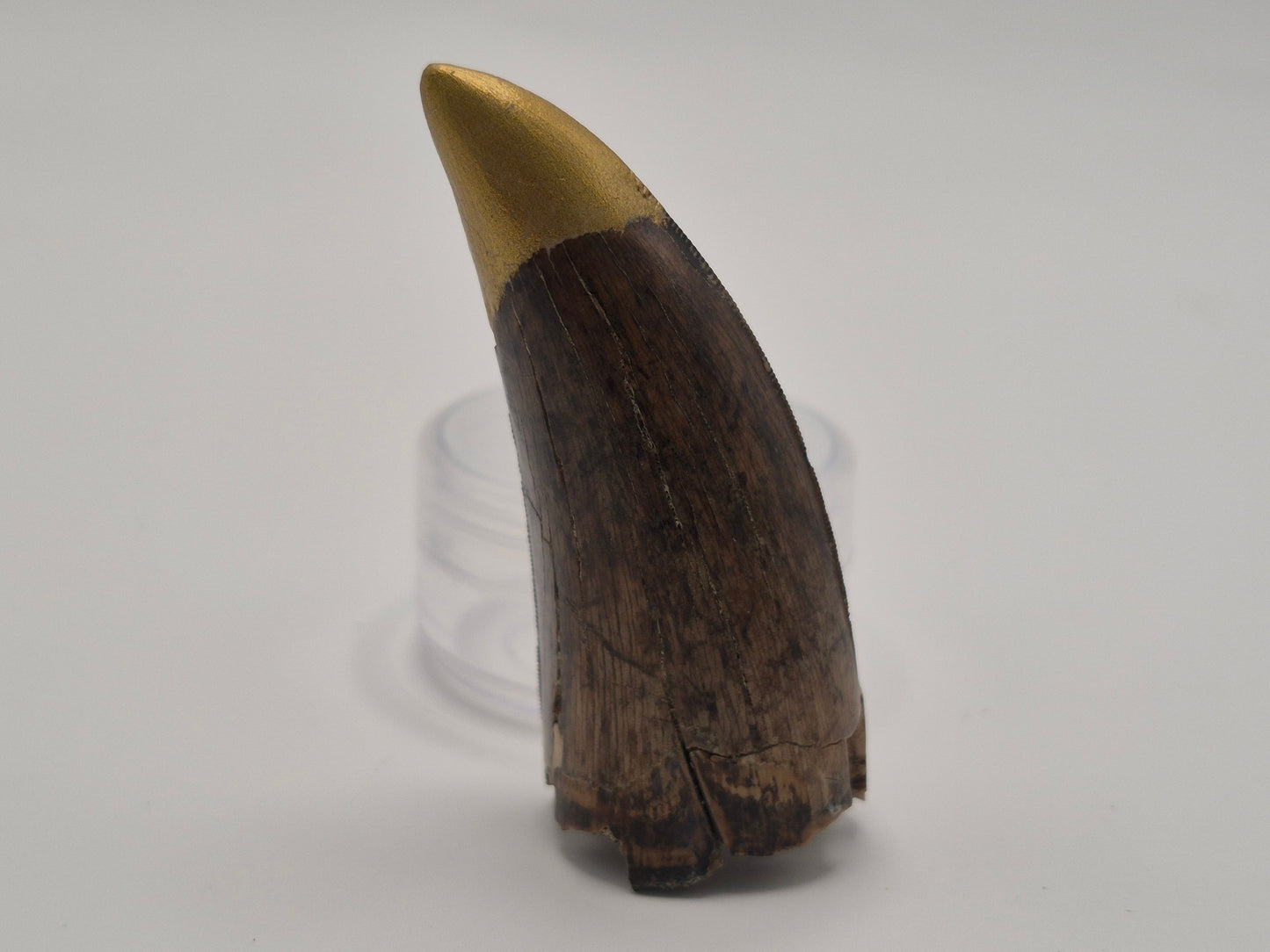2.32" Tyrannosaurus-Rex Tooth(Hell Creek)