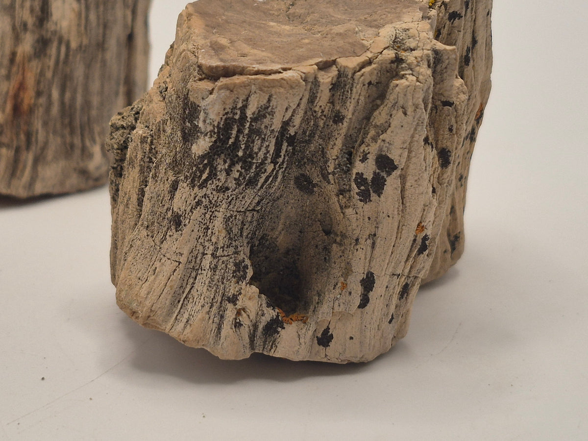 Bundle 4 pieces of Petrified wood (Alberta)