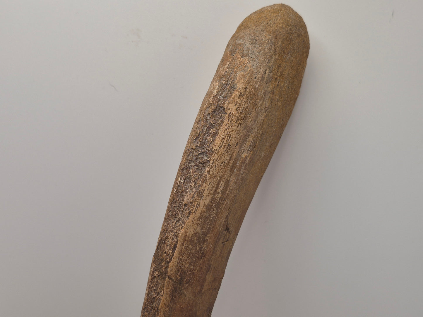 10.6" Ceratopsian indet. Dorsal Vertebra (D3–D6)(Judith River)