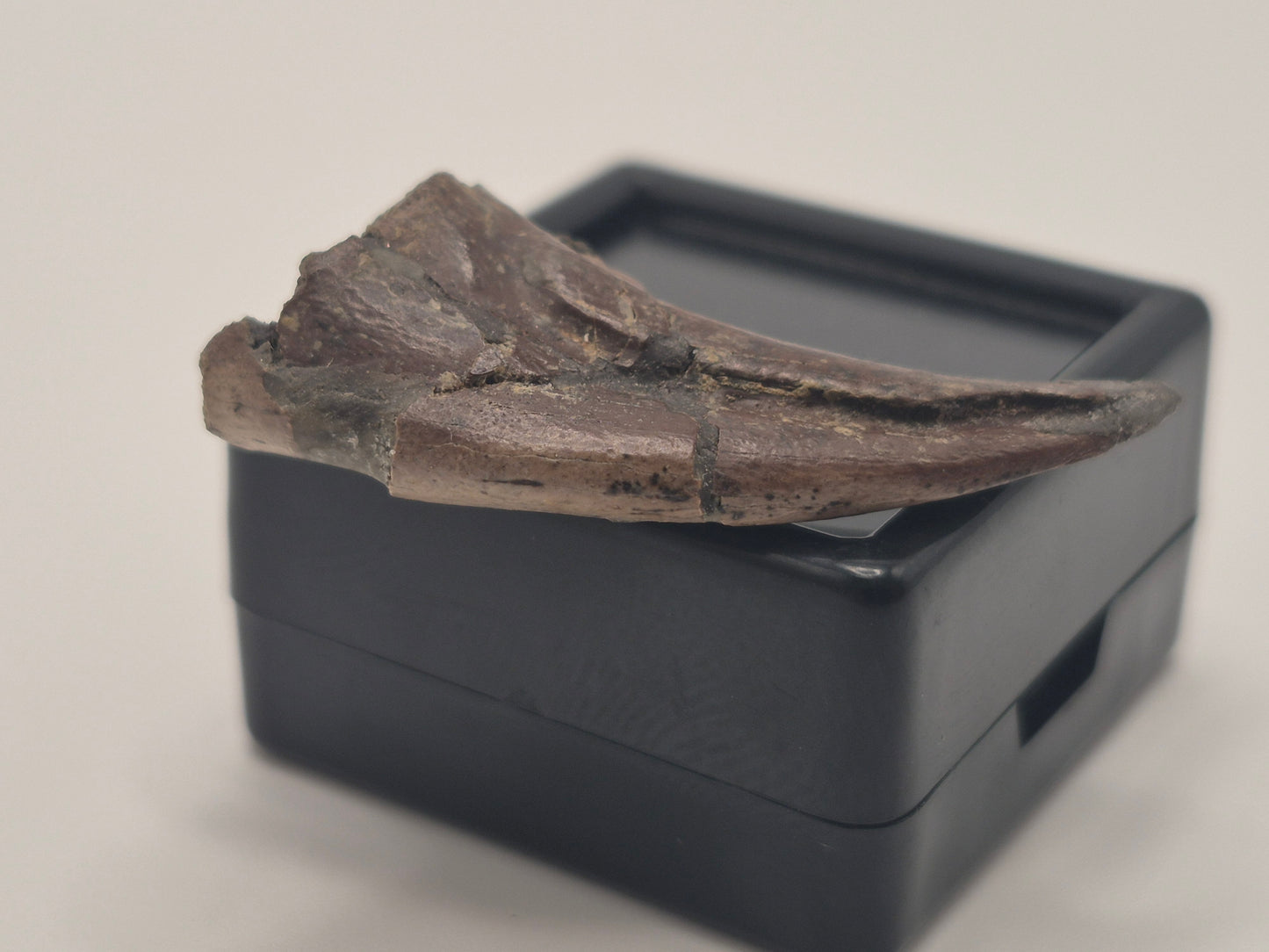 1.33" Troodon Toe Claw(Judith River)