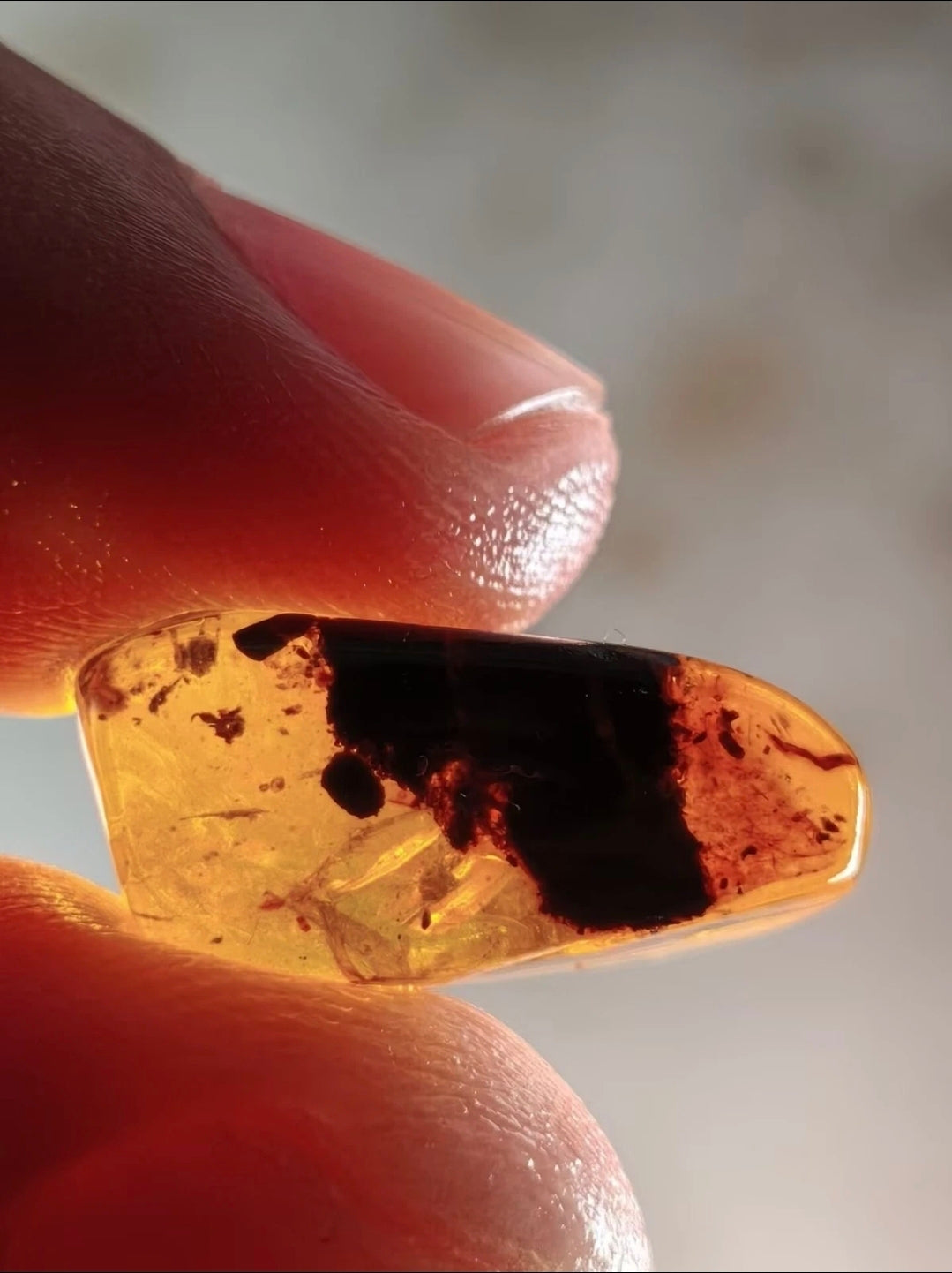 Large spider in Burmese Amber