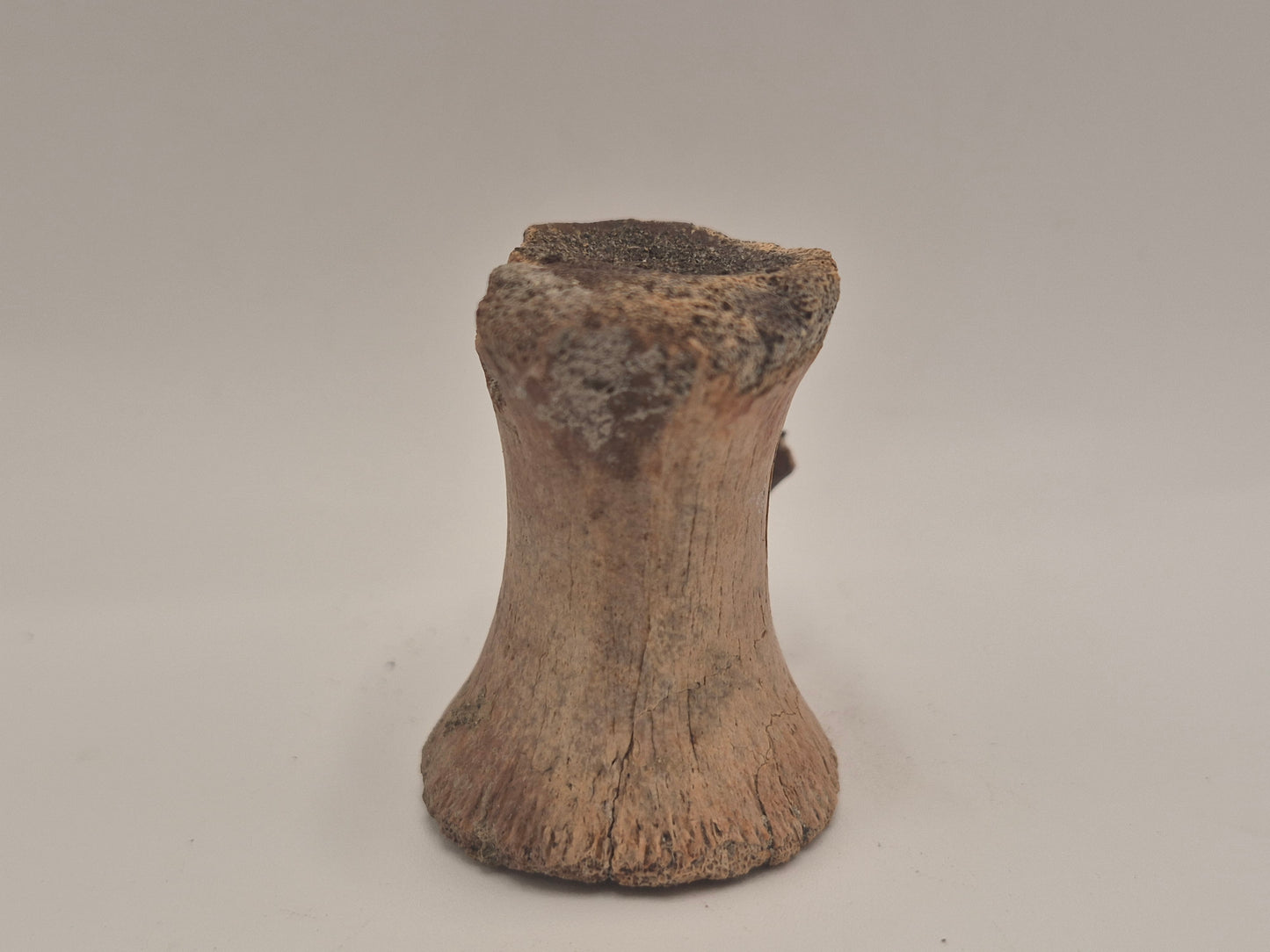 Juvenile Tyrannosauridae indet. Anterior Caudal Vertebra (Judith river)