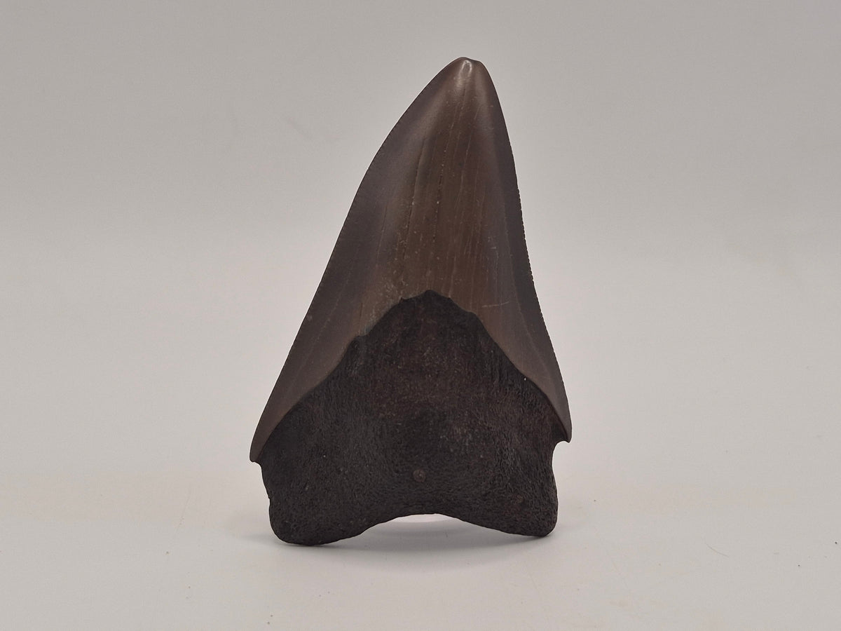 3.14" Megalodon Tooth (Georgia)