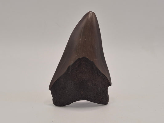 3.14" Megalodon Tooth (Georgia)