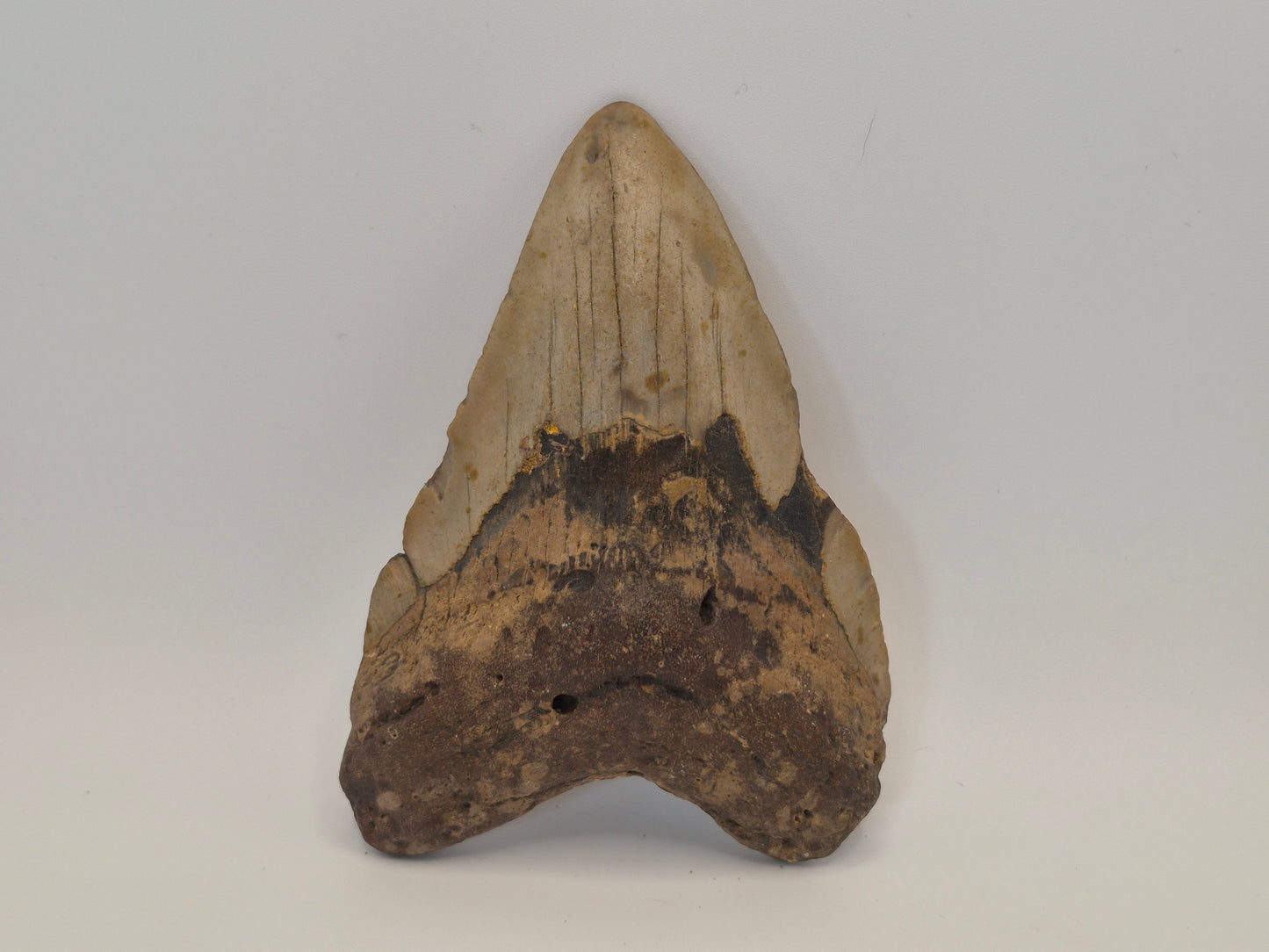 4.51" Megalodon Tooth(North Carolina)