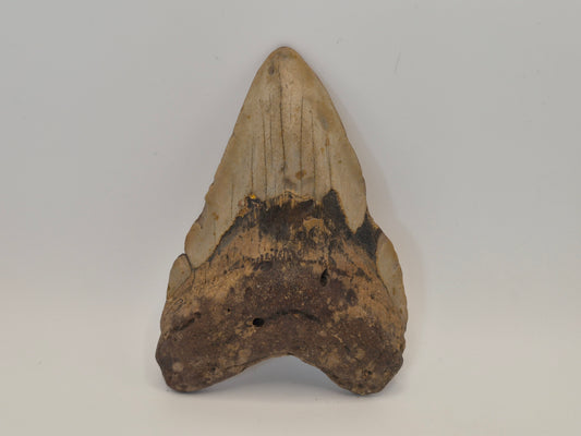 4.51" Megalodon Tooth(North Carolina)