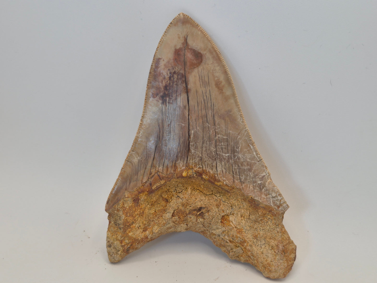 5" Megalodon Tooth(Indonesia)
