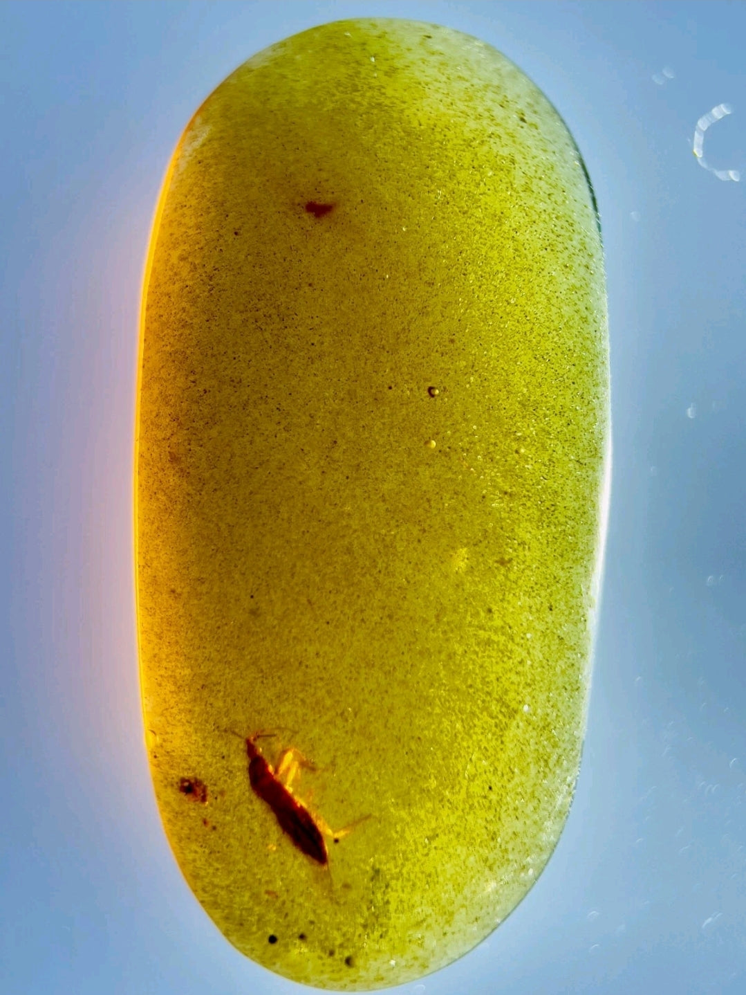 Coreidae In Burmese Amber