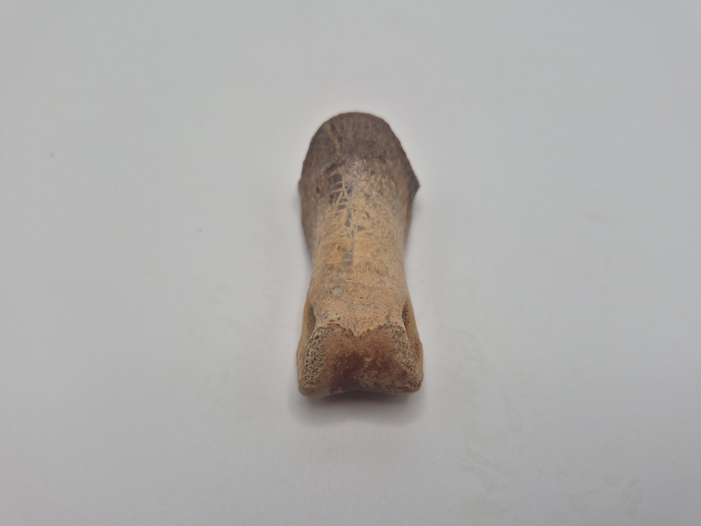 2.1" Juvenile Tyrannosaur Toe Bone (Judith River)