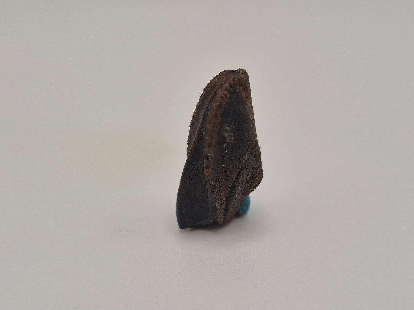 1.09" Hadrosaur Tooth (Judith River)