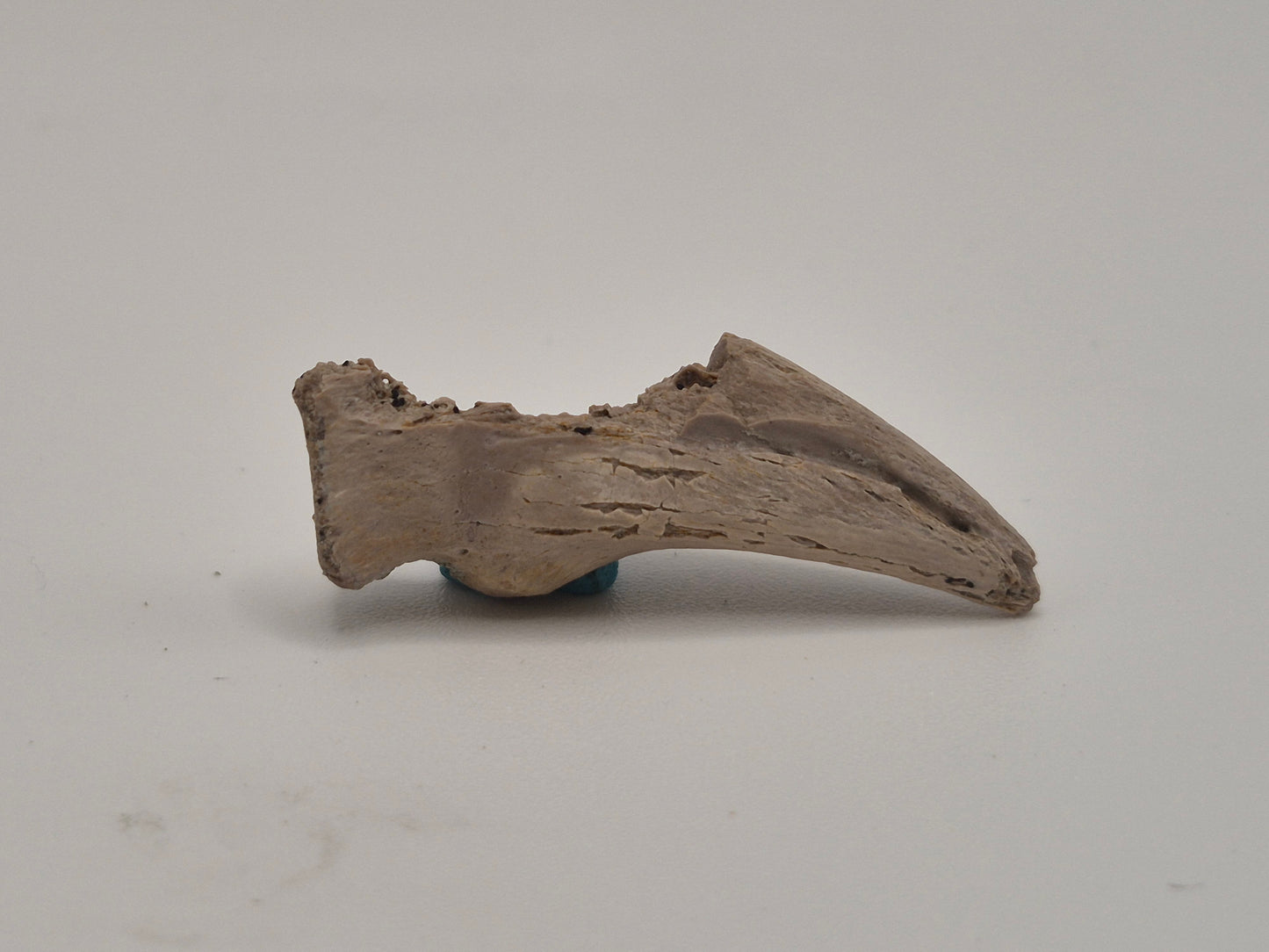1.33" Theropod indet. Claw (Dromaeosaurus?) (Judith River)