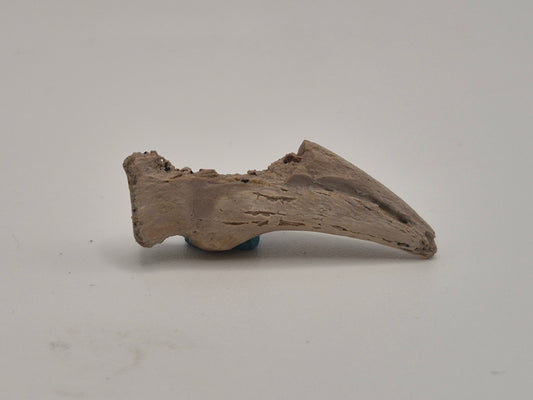 1.33" Theropod indet. Claw (Dromaeosaurus?) (Judith River)