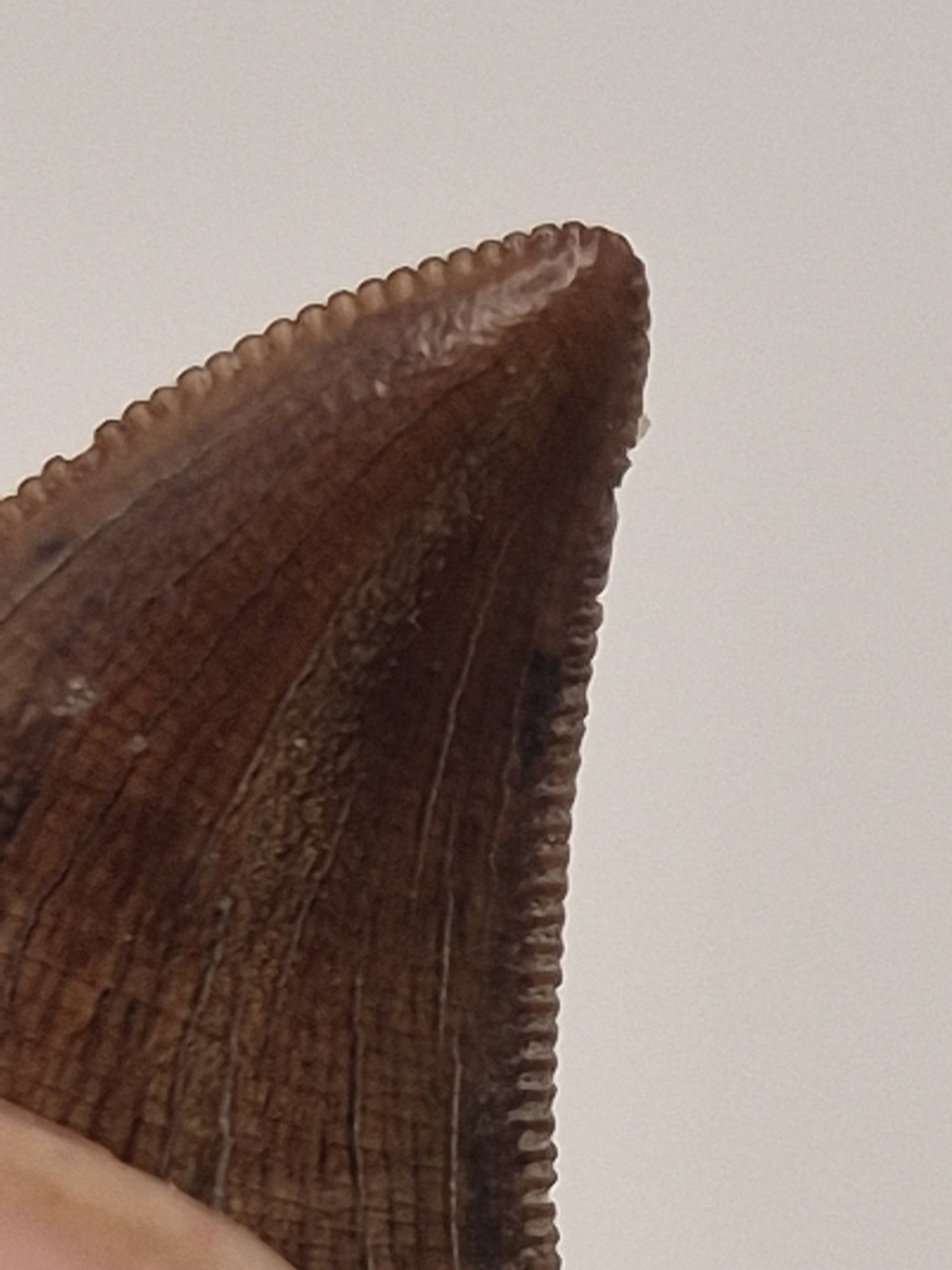 0.89" Juvenile Tyrannosaur Tooth(Judith River)
