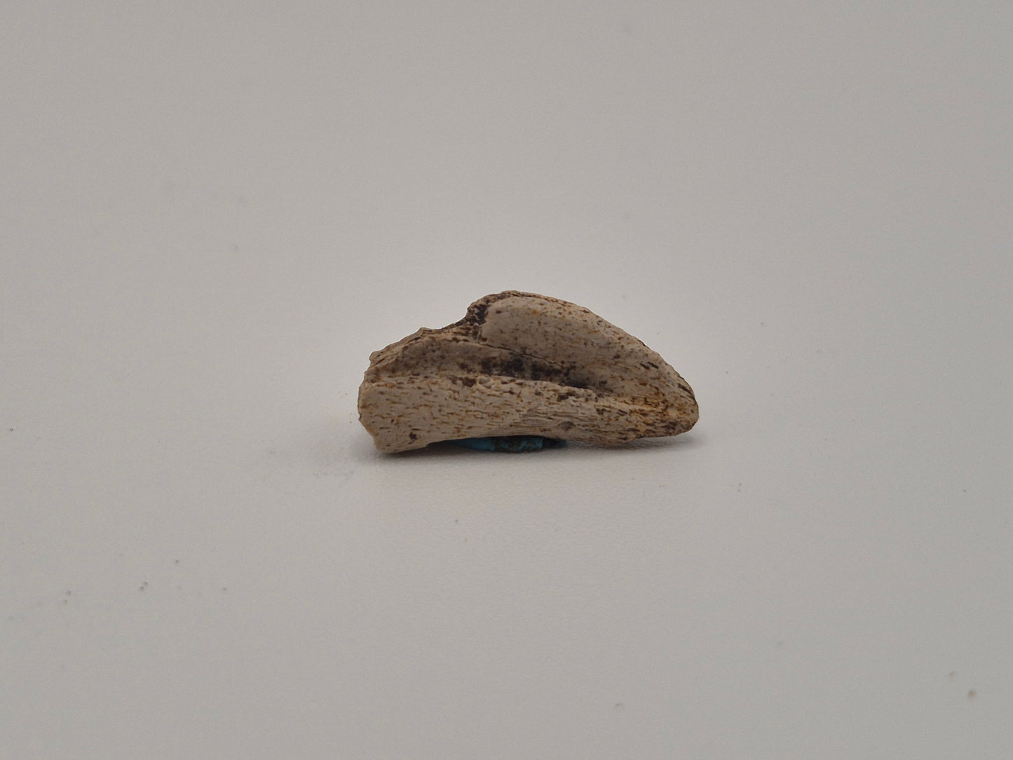 0.7" Theropod Indet. Claw (Judith River)