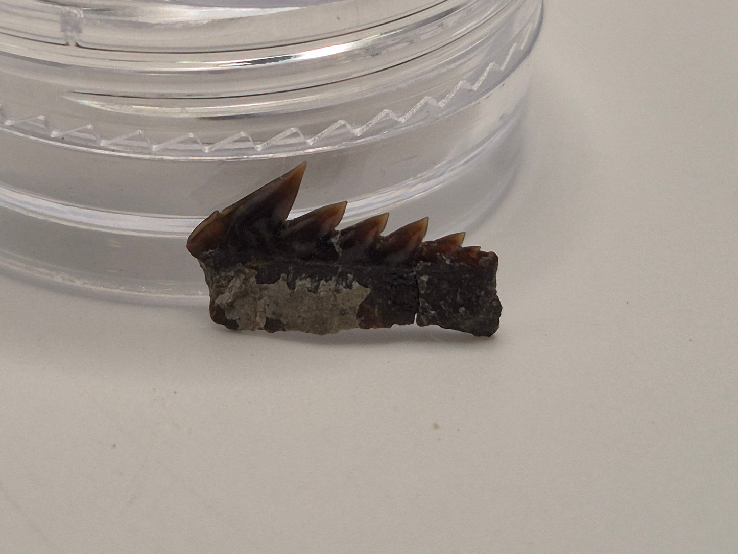 0.5" Protoheptranchias lowei Lower Tooth (Hornby Island)
