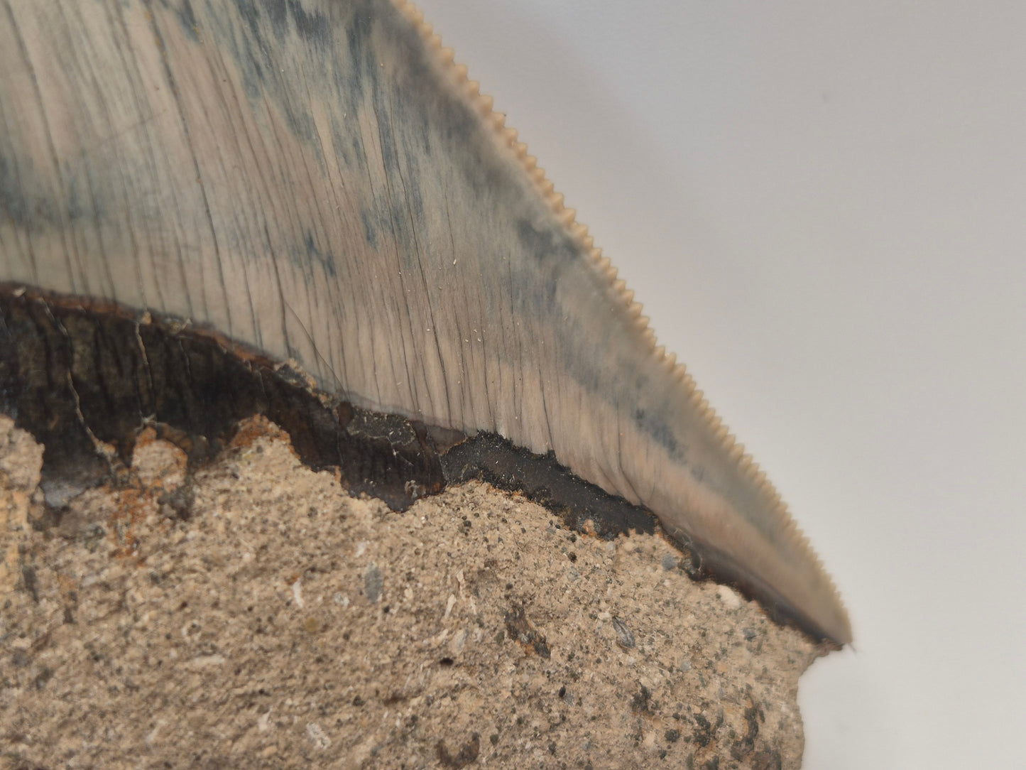 4.25" Megalodon Tooth(Indonesia)