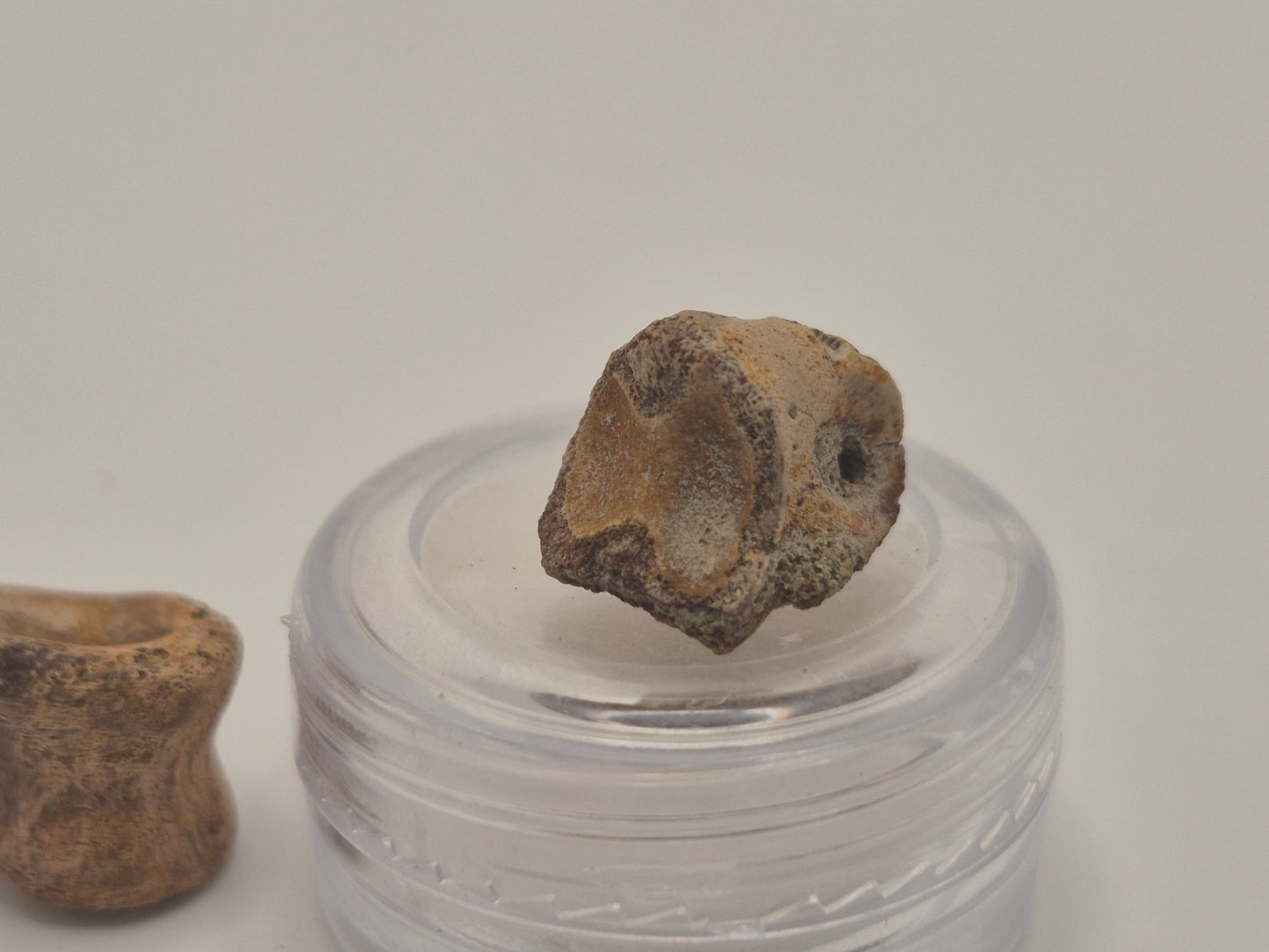 1.66" Troodon? Toe Bone Set(Judith River)