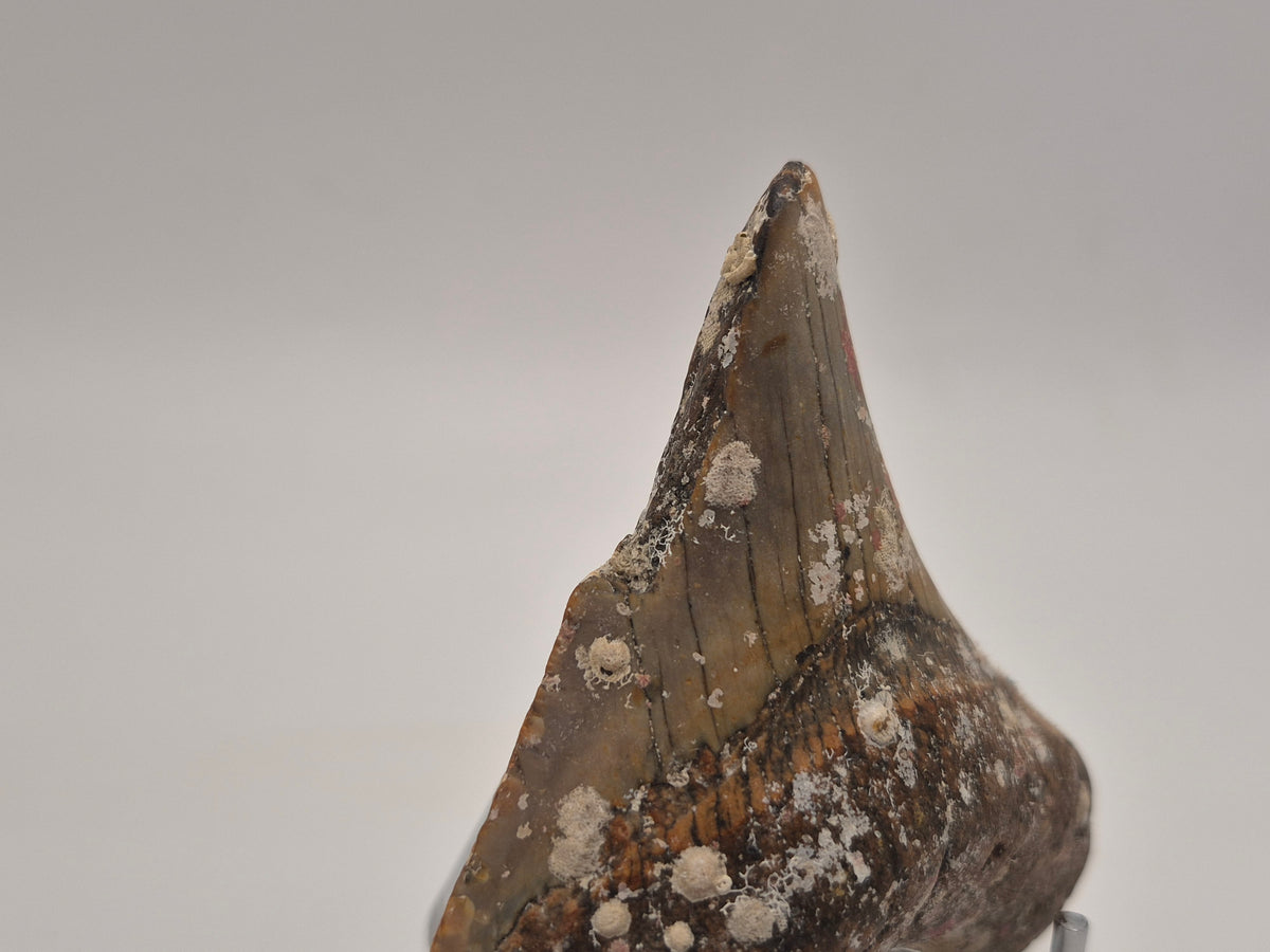 3.75" Megalodon Tooth (North Carolina)