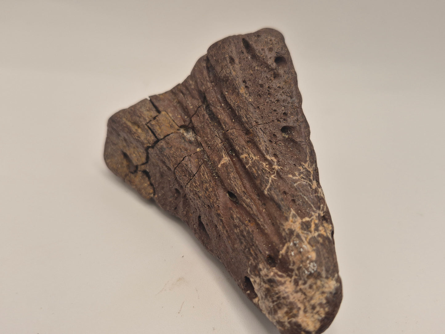 3.07" Ceratopsian Predentary/Lower Beak(Judith River Formation)