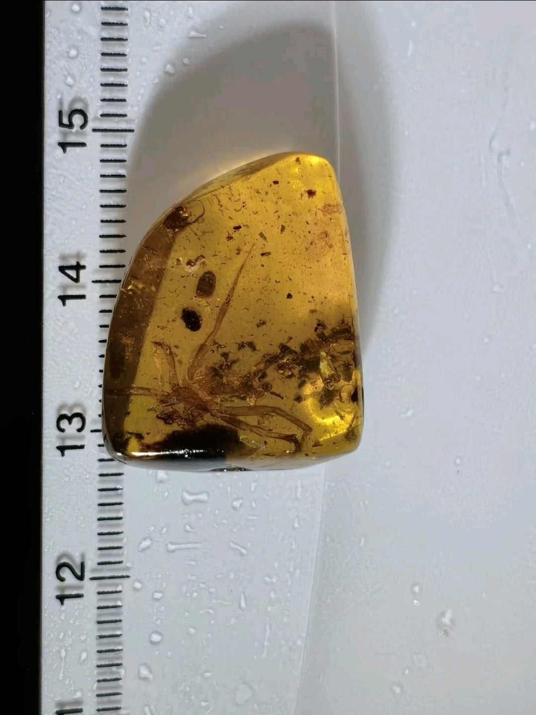 Large spider in Burmese Amber