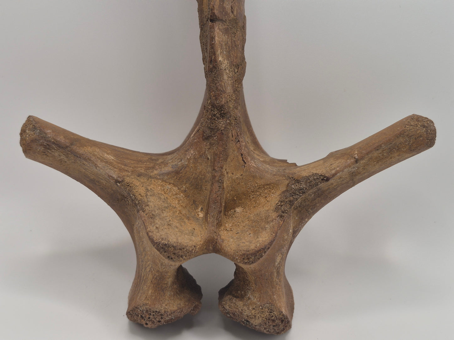 10.6" Ceratopsian indet. Dorsal Vertebra (D3–D6)(Judith River)