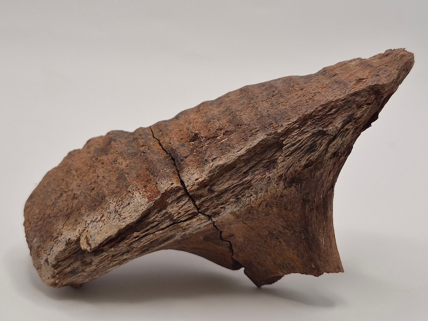 4.79" Hadrosaur Jaw(Judith River)