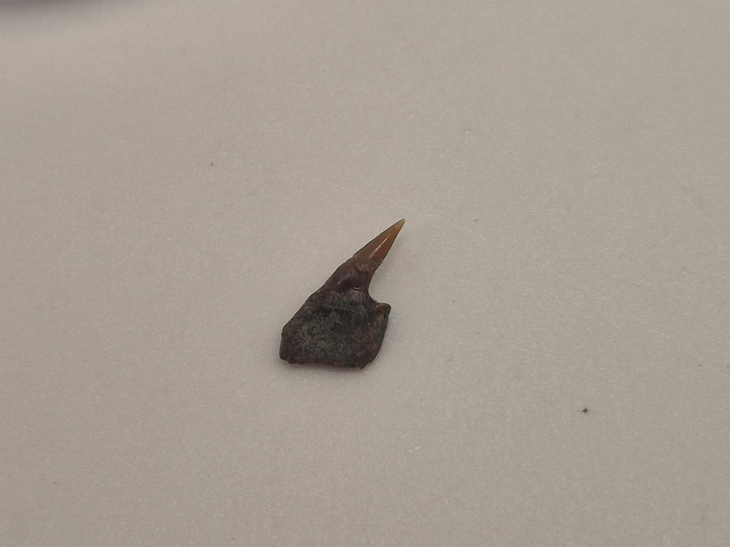 0.315" Protoheptranchias Lowei Upper Tooth(Hornby Island)