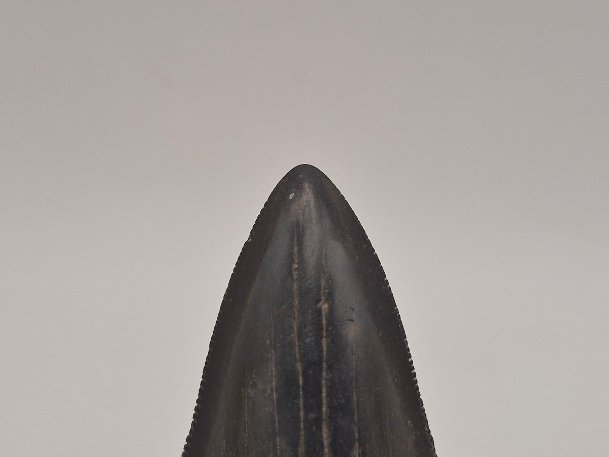 3.09" Megalodon Tooth (Georgia)