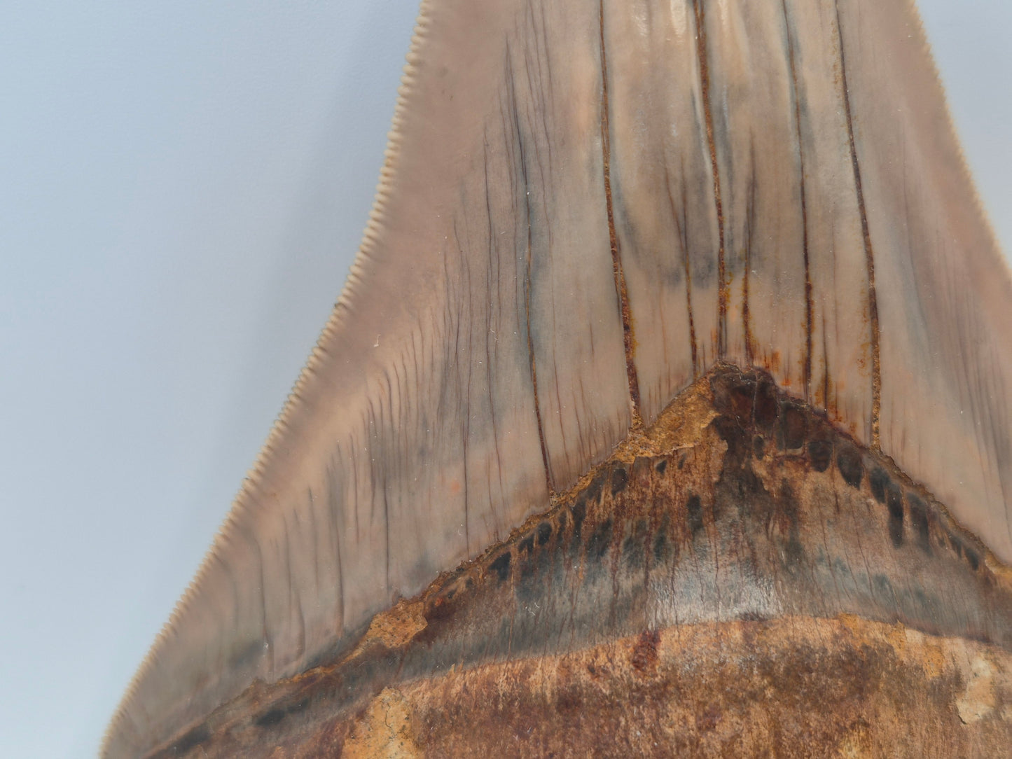5.26" Megalodon Tooth(Indonesia)