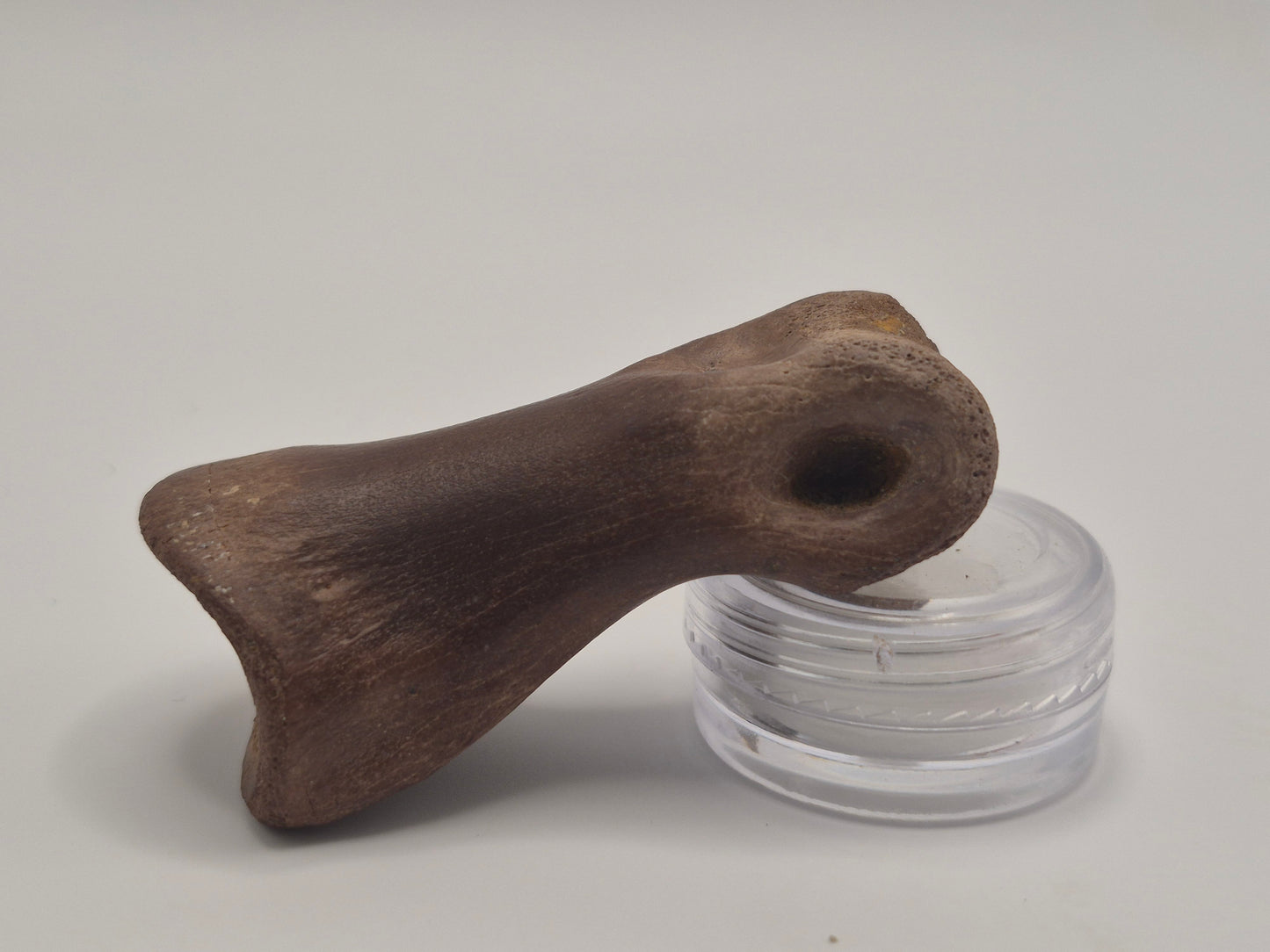 2.15" Juvenile Tyrannosaur Toe Bone(Judith River)