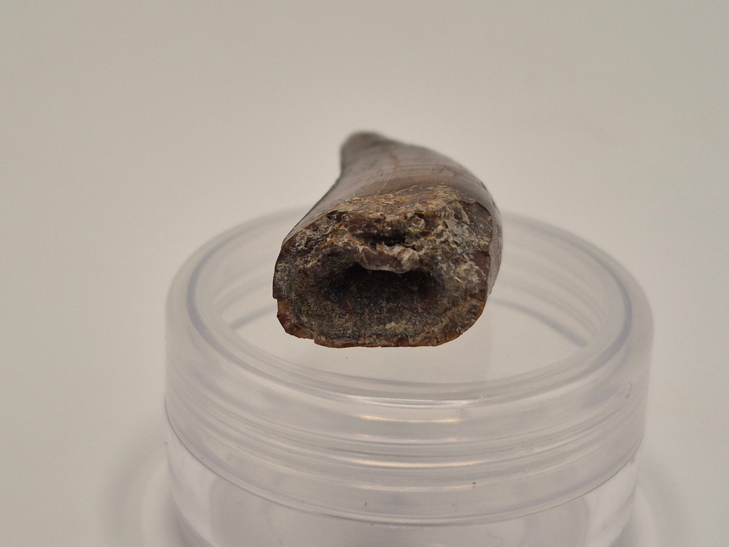 1.57" Tyrannosaur Tooth(Judith Tooth)
