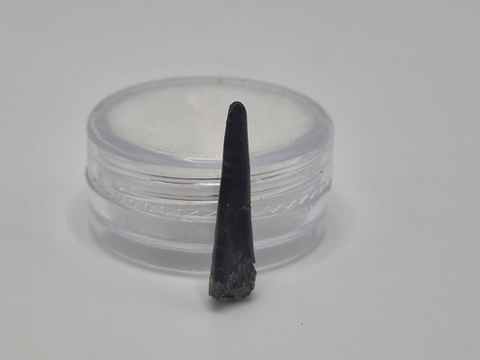 0.826" Enchodus Fish Tooth(Hornby Island)