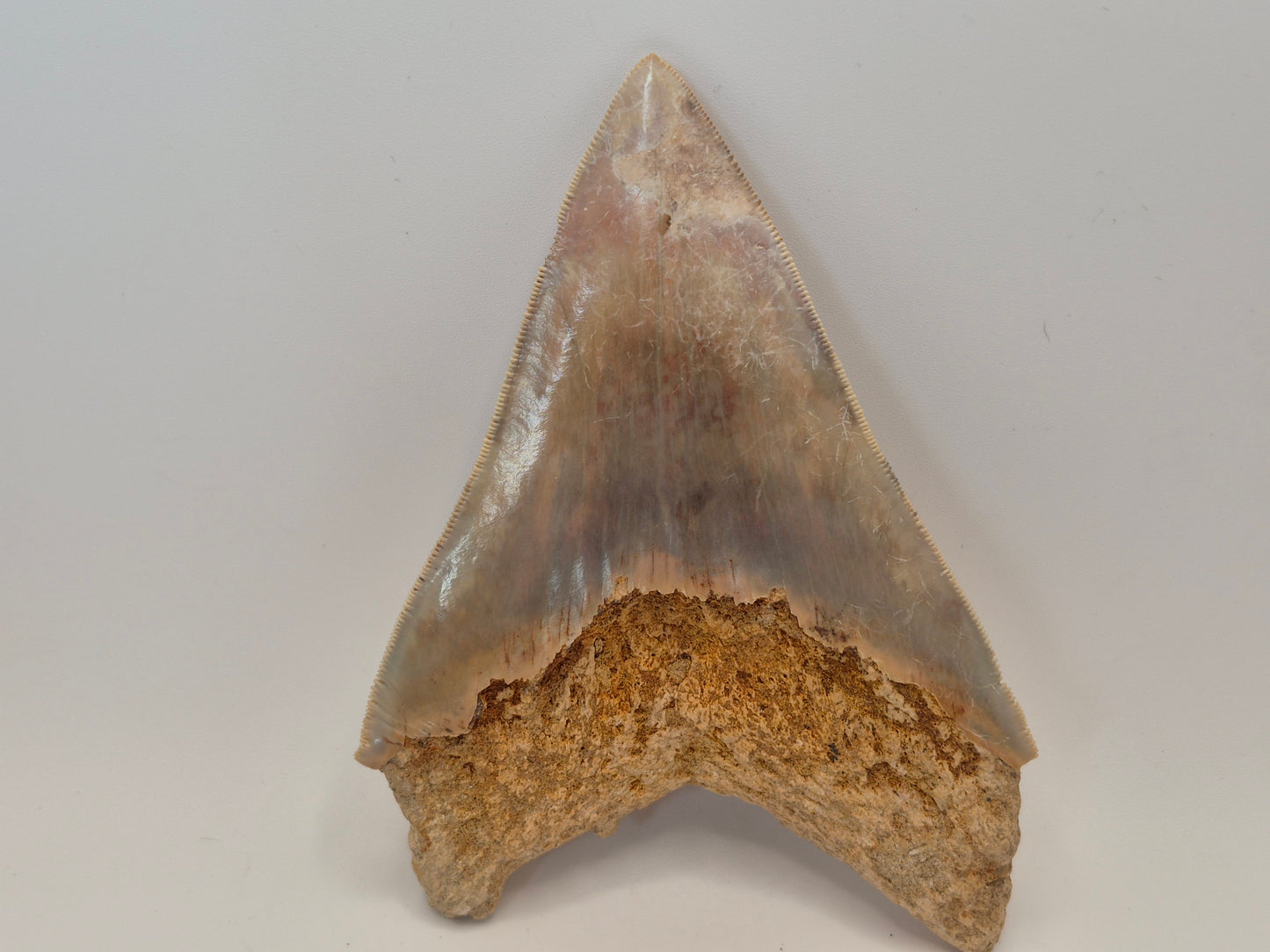 5.23" Megalodon Tooth(Indonesia)