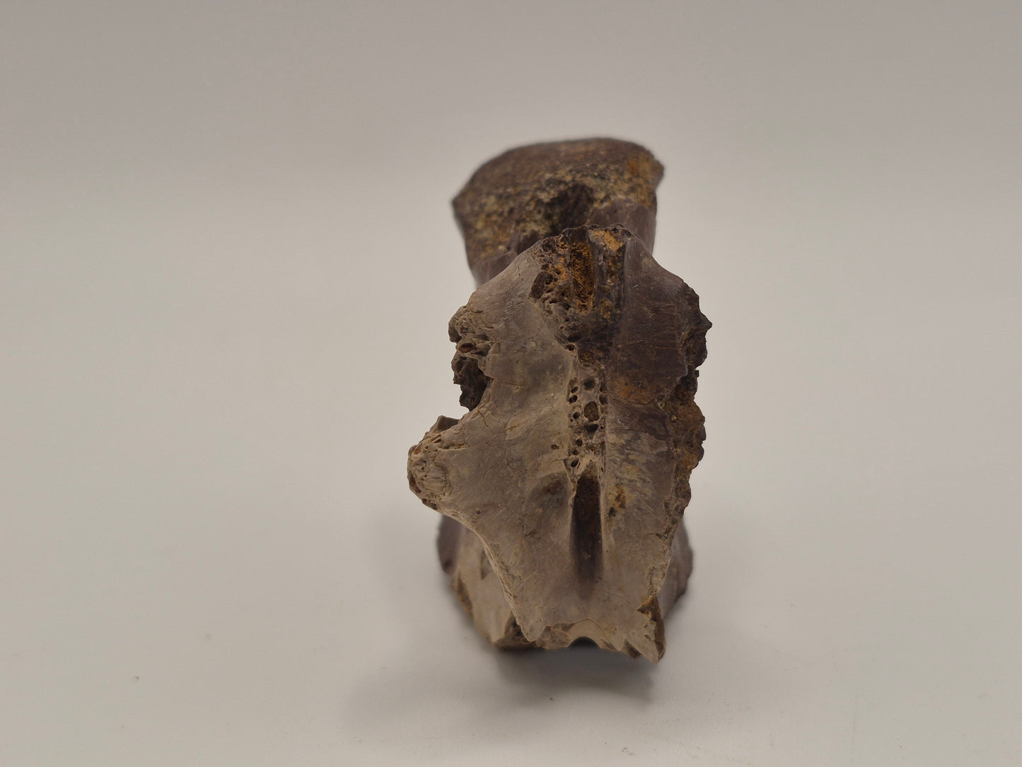 Juvenile Tyrannosauridae indet. Anterior Caudal Vertebra (Judith river)