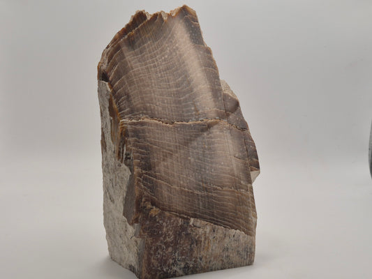 2.81lbs Petrified Wood