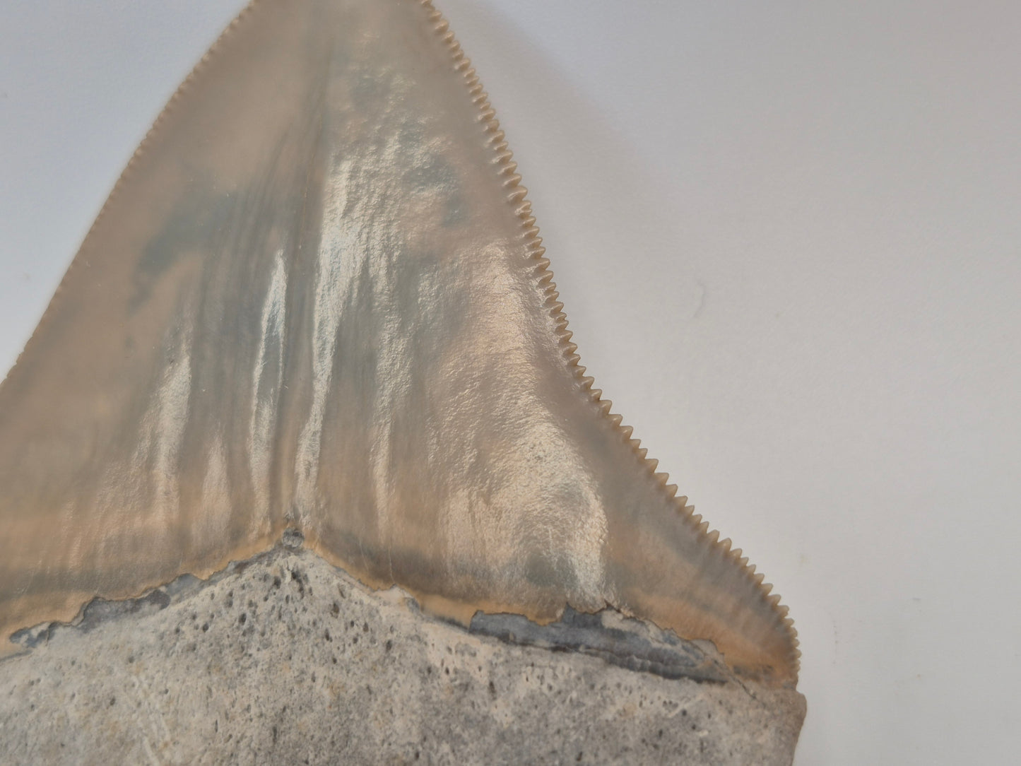 3.4" Megalodon Tooth(Lee Creek Mine)