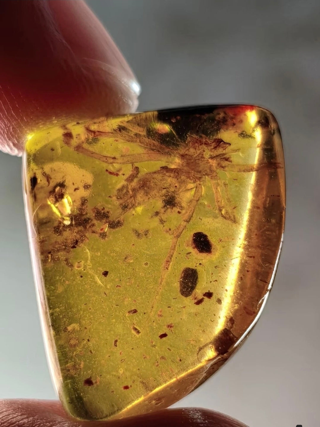 Large spider in Burmese Amber
