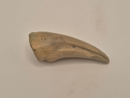 2.57" Tyrannosaur Claw(Judith River)