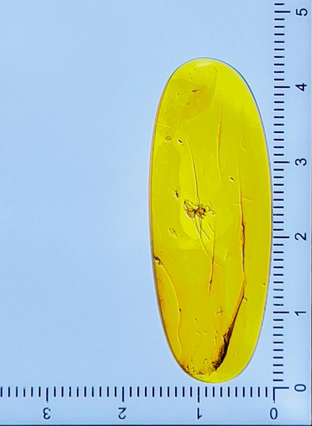Spider in Burmese Amber