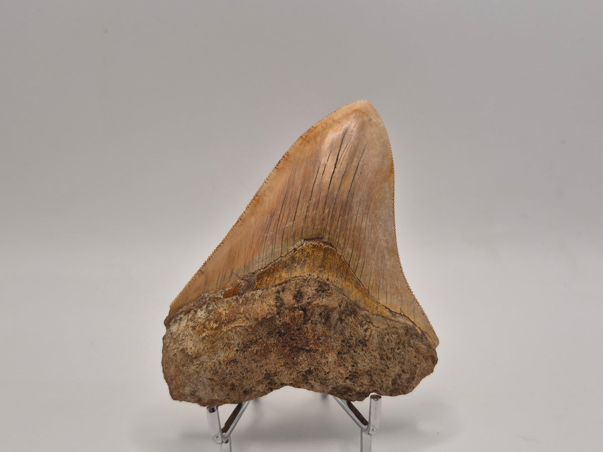 4.15" Megalodon Tooth (Indonesia)