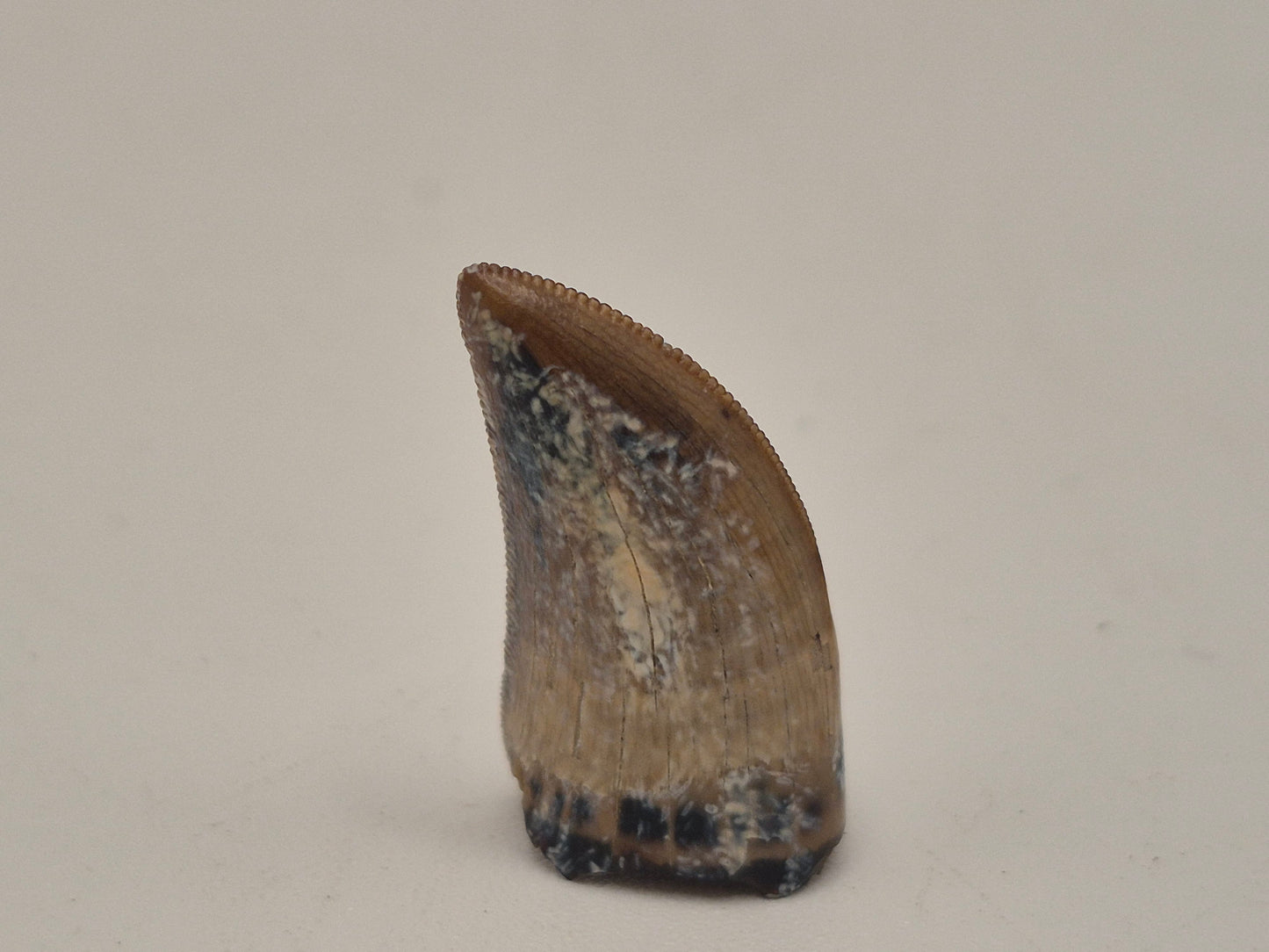 0.89" Juvenile Tyrannosaur Tooth(Judith River)