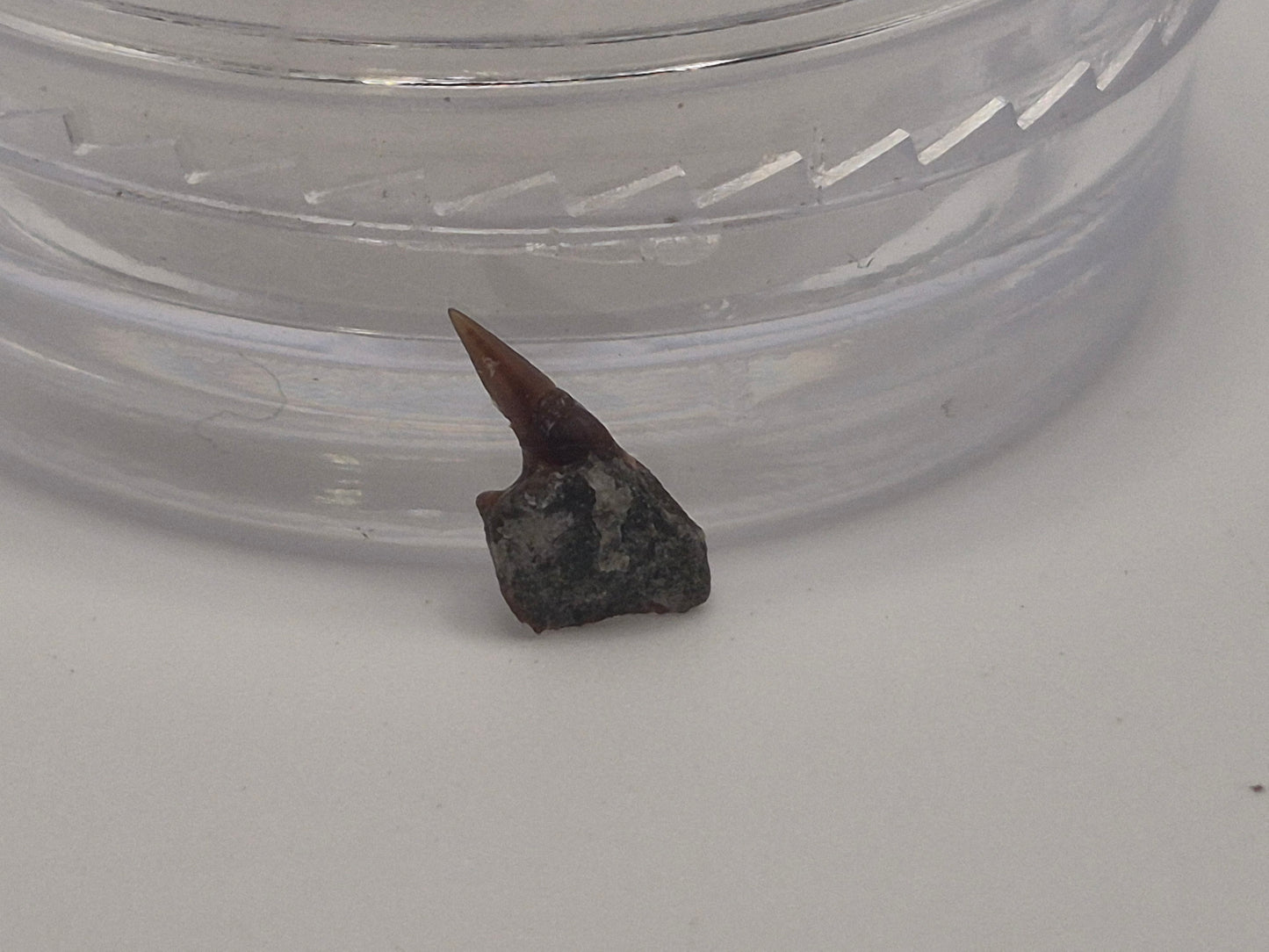 0.315" Protoheptranchias Lowei Upper Tooth(Hornby Island)